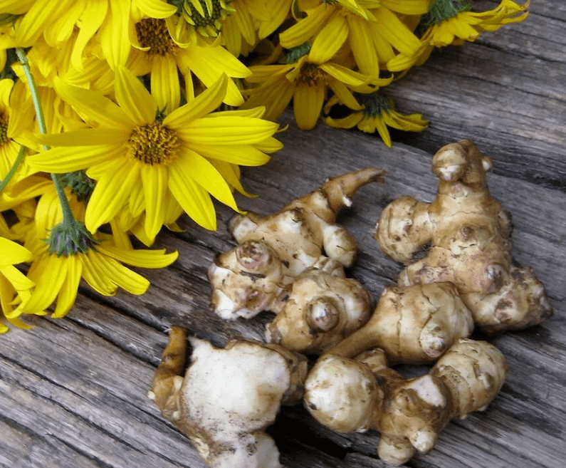 Αγκινάρα Ιερουσαλήμ για την παρασκευή φρεσκοστυμμένου χυμού κατά των παρασίτων