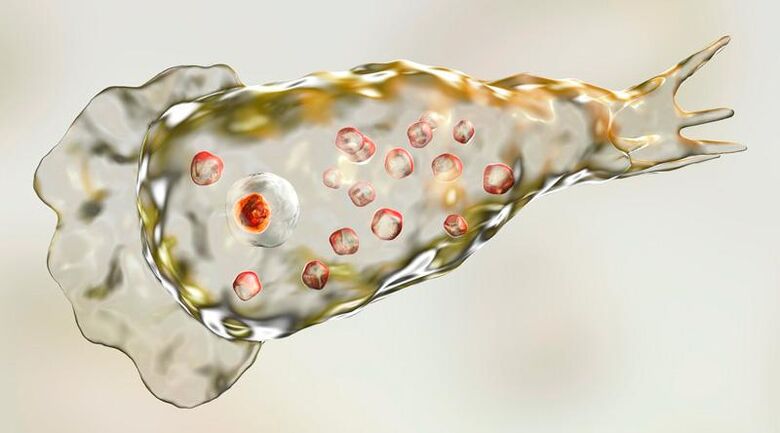 Amoeba Naegleria fowlera - ζει στον ανθρώπινο εγκέφαλο και είναι ένα θανατηφόρο παράσιτο