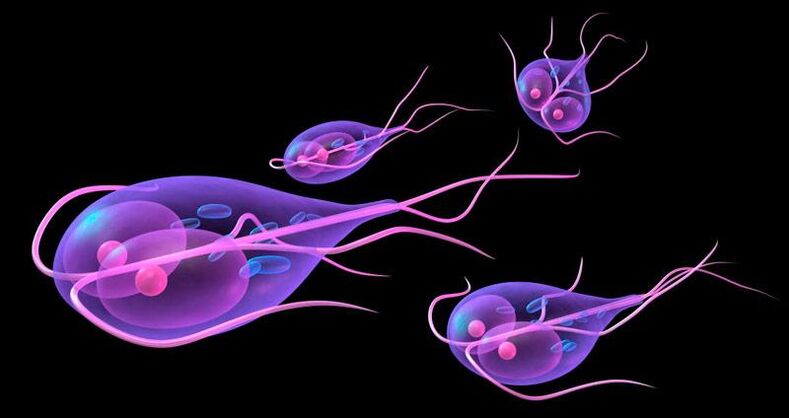 Giardia, που ζει στο ανθρώπινο λεπτό έντερο