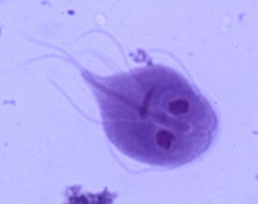 Giardia από το ανθρώπινο σώμα
